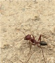 Mravinjaci