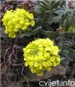 Cvijet Gromotulja - Alyssum montanum