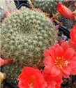 Rebutia predivni kaktus