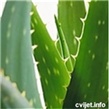 Šarena aloja - lat.aloe variegata 