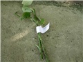  reznice bijele ruže