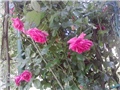 penjačica roza
