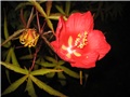 Hibiscus coccineus/1