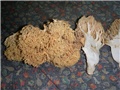 capice gljive