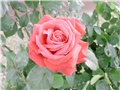 crvena ruža4