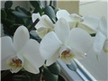 orhideja2