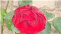 crvena ružica
