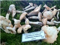Izložba gljiva