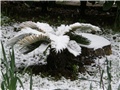 Cikas palma pod snijegom