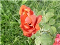  crvena ruža2