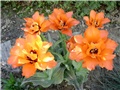  tulipani1