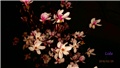 magnolija c