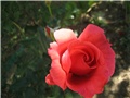 Crvena ruža