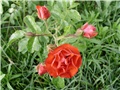 crvena ruža8