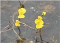 Utricularia_vulgaris