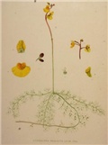 Utricularia-neglecta