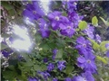 Clematis, plavi cvijet