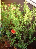 Tropski hibiskus - lat. hibiscus rosa sinensis 