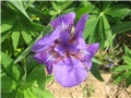 Ljubičasti iris