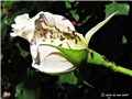 ruža bijela
