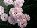 roze ruže2
