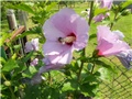 vrtni hibiskus