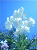 Bijeli oliander