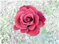crvena ruža3