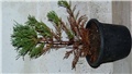 sequoiadendron giganteum suhi