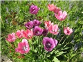 Rascvjetali tulipani