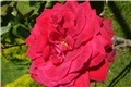 crvena ruža