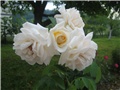Bijeložuta ruža