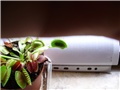 Dionaea muscipula - hrani se kornjašem