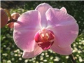 orhideja u cvatu