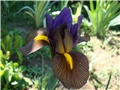 Iris holandica Eye of the tiger