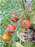 Cherry rajčica