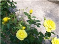 Ruža žuta