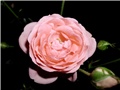 roza mnogocvjetna ruža