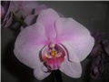 Orhideja - cvijet
