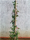 Jasmin (Rhyncospermum jasminoides sinonim Trachelospermum jasminoides)