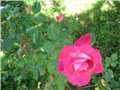 Crvena ruža