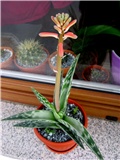 Aloe variegata 