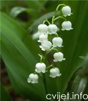 Cvijet Đurđica – Convallaria majalis