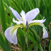 Iris - Perunika - Hrvatski nacionalni cvijet