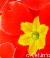 Jaglac - Primula acaulis