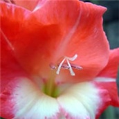 Gladiola lat. Gladiolus 
