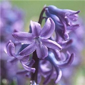 Zumbul - lat. Hyacinthus