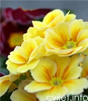 Cvijet Jaglac - Primula (općenito)