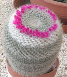 Ponovno cvjetanje kaktusa