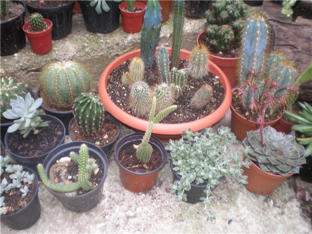 Kaktusi i sukulenti